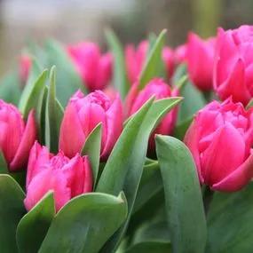 Dior Tulip (Tulipa Dior) Img 2